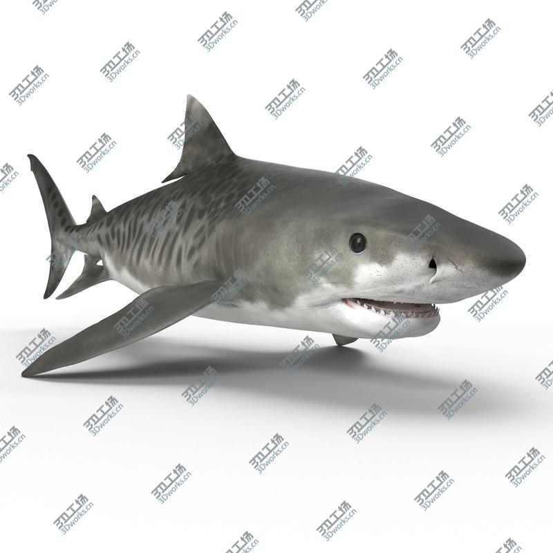 images/goods_img/202105074/Tiger Shark Rigged for Cinema 4D/5.jpg